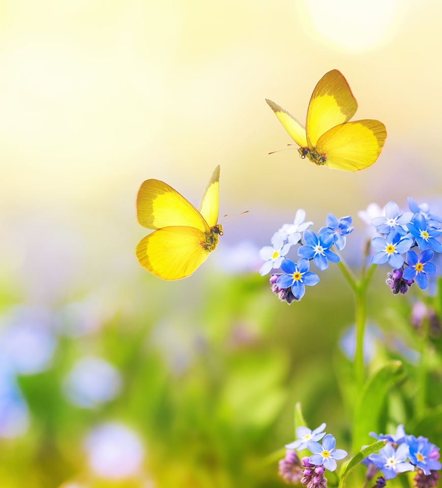 虫が大好きだからできる、株式会社むししの害虫対策